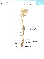 Sobotta  Atlas of Human Anatomy  Trunk, Viscera,Lower Limb Volume2 2006, page 270